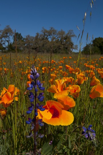 Poppies and Sunshine