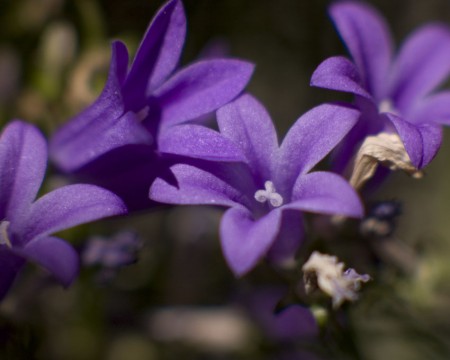 Purple Flower  