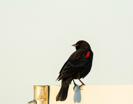 Red winged Blackbird