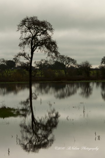 Reflecting Tree