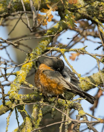 Robin preening