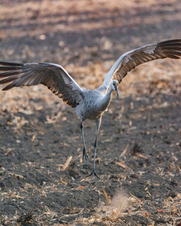 Sandhill Crane Mating Dance