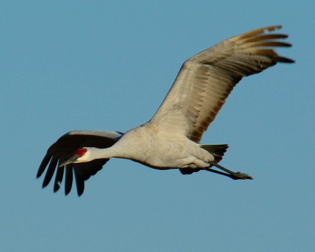 Sandhill Crane in Flight