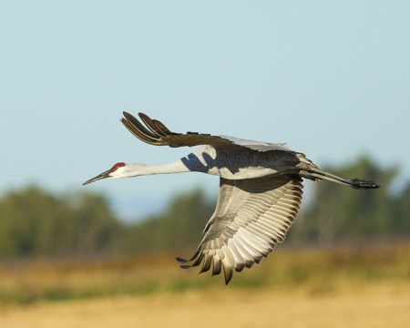 Sandhill Crane in Flight4