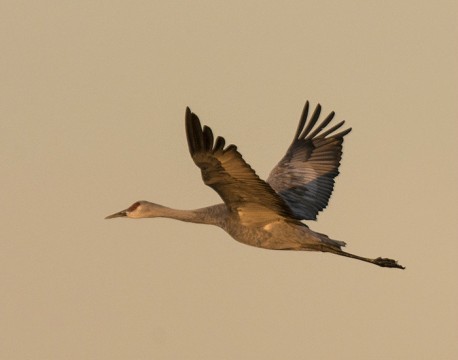 Sandhill Crane in flight early morning 5