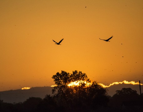 Sandhill Cranes in Sunrise