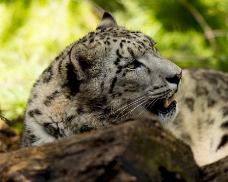 Snow Leopard