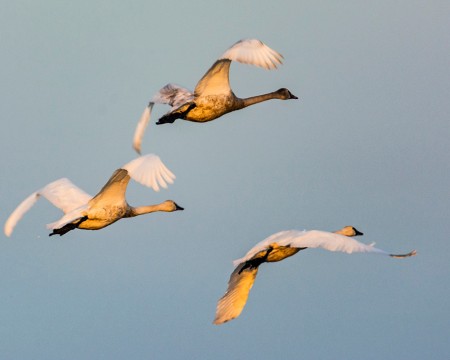 Tundra Swans in Flight Staten Island  