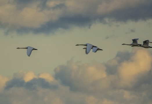 Tundra Swans in flight