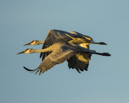 Twin Cranes in Flight