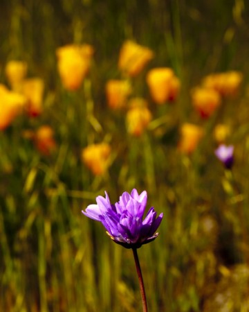 Verbina with Poppies