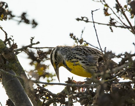 Western Meadowlark