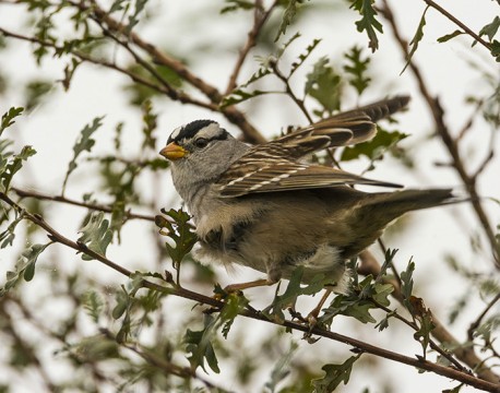 White Crowned Sparrow Jack