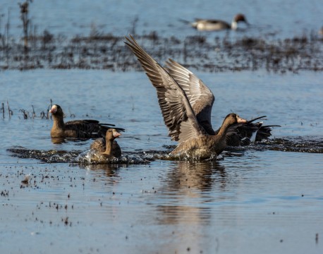 White Fronted Geese  