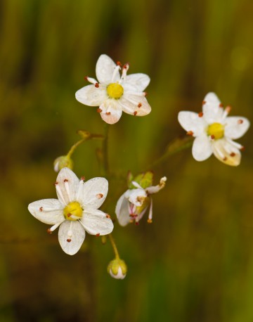 Wildflower near Bridgehaven, CA