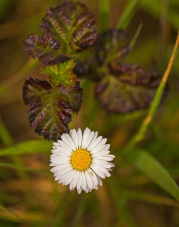 Wildflower near Goat rock