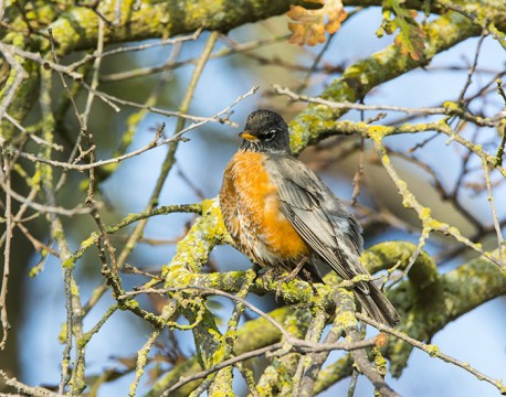 Winter Robin