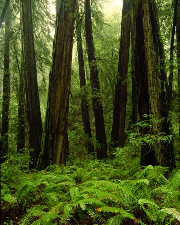 Redwood Trees 2 | Bill Nelson Photography