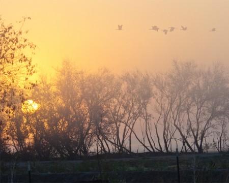 Sandhill Cranes at Dawn