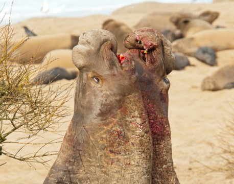 ANO NUEVO STATE PARK