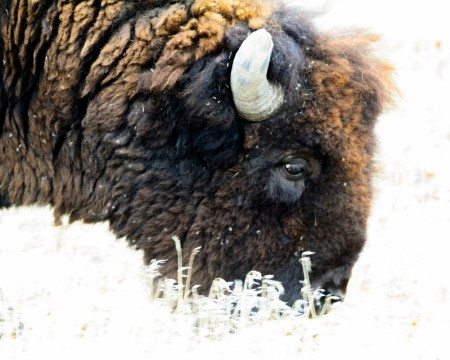 Bison Head