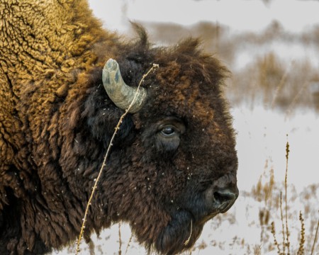 Bison Head 2