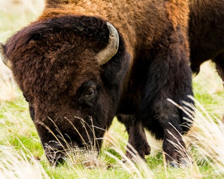 Bison close up