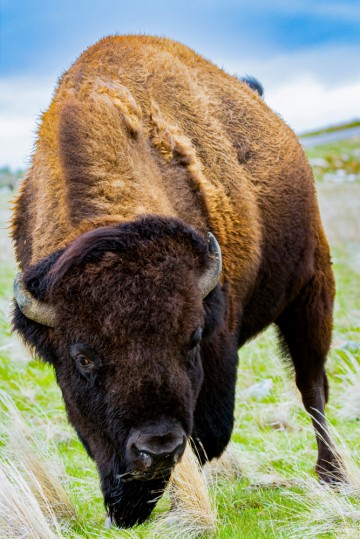 Bison giving the eye
