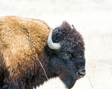 Bison in Snow