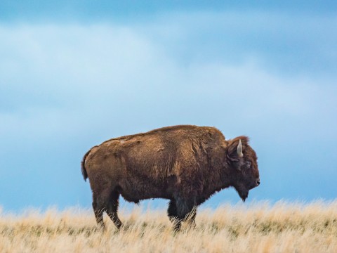 Lonely Bison