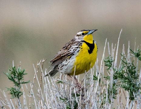 Meadowlark
