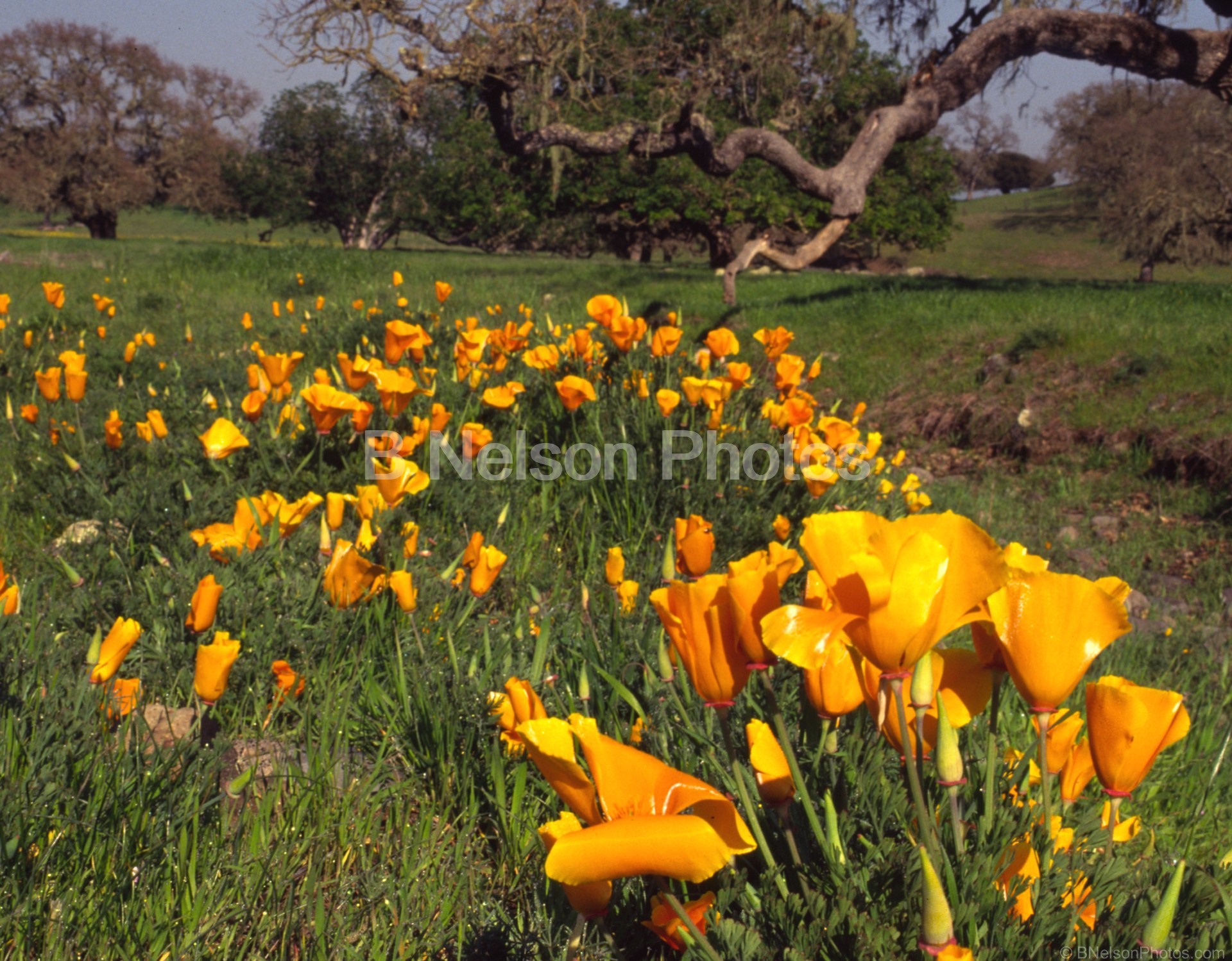 Poppies at Crane Creek 