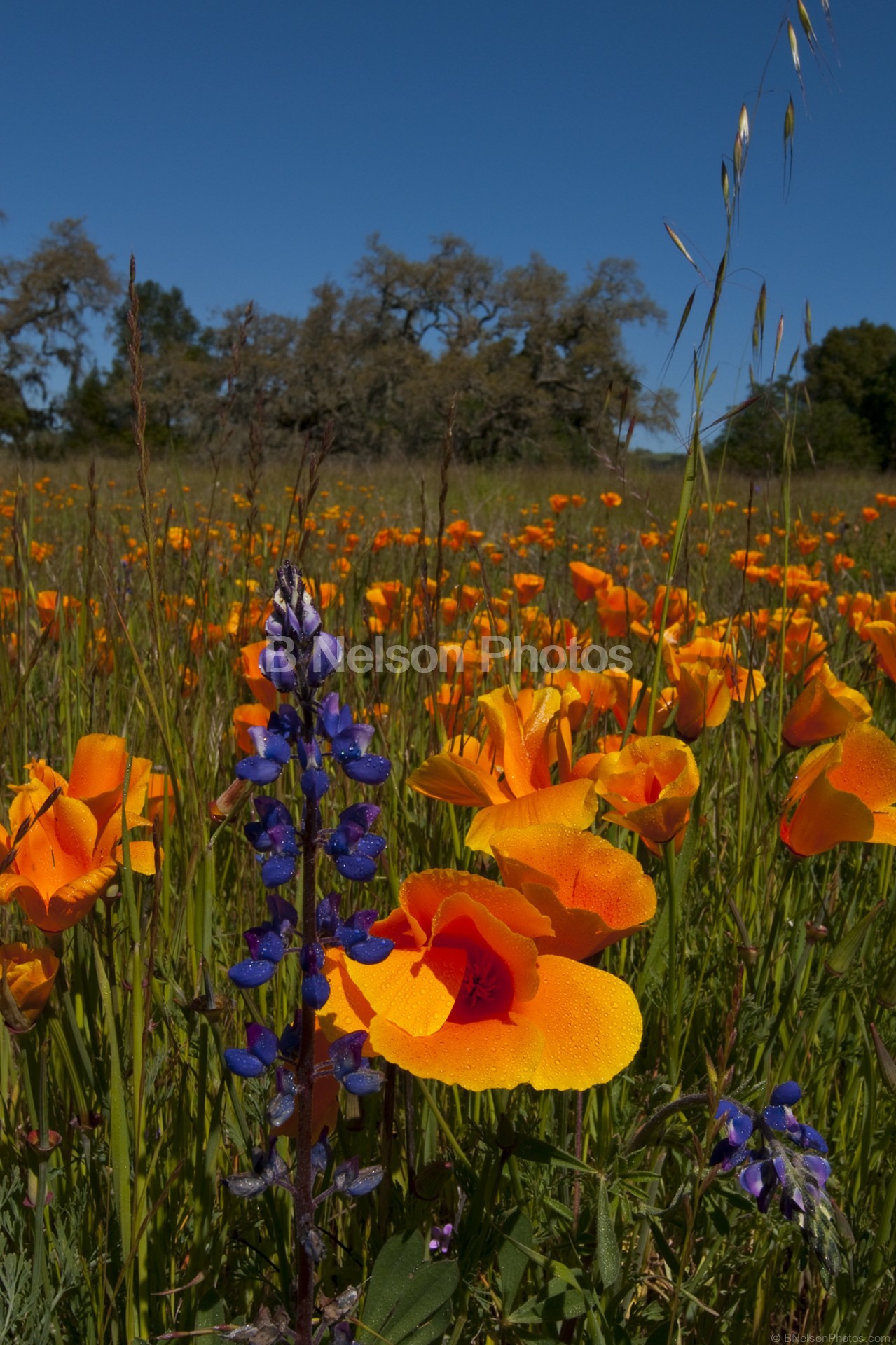 Poppies and Sunshine