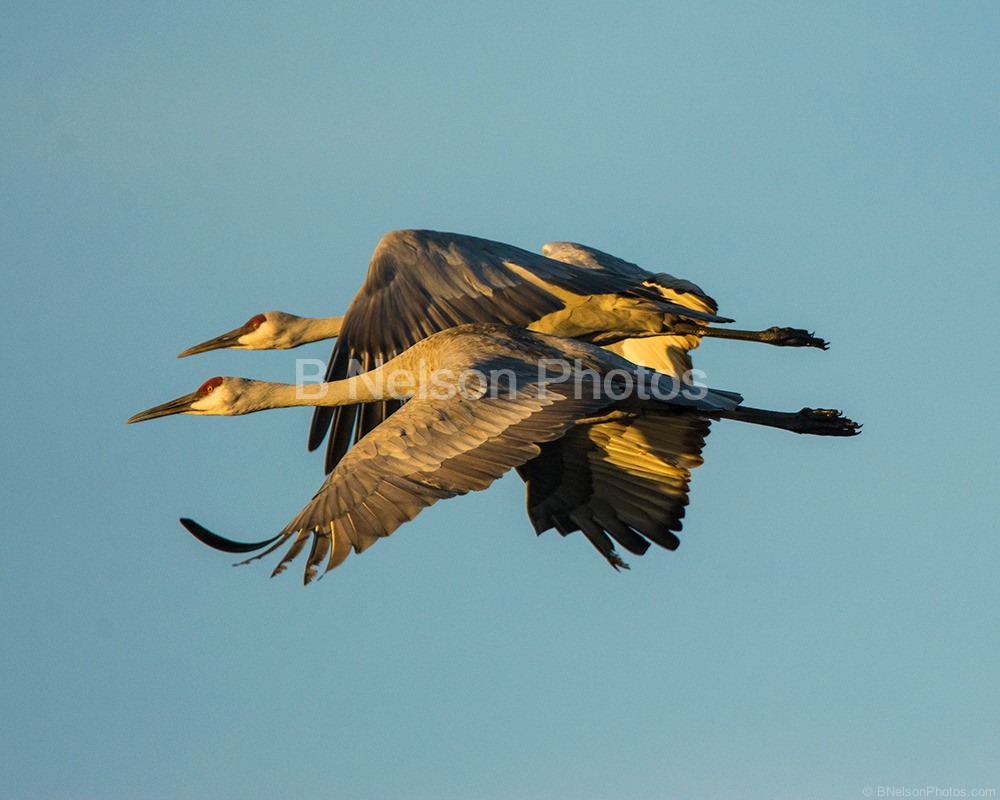 Twin Cranes in Flight