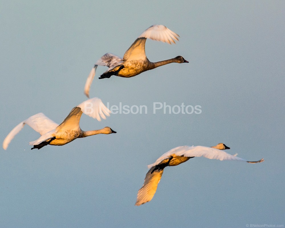 Tundra Swans in Flight Staten Island  