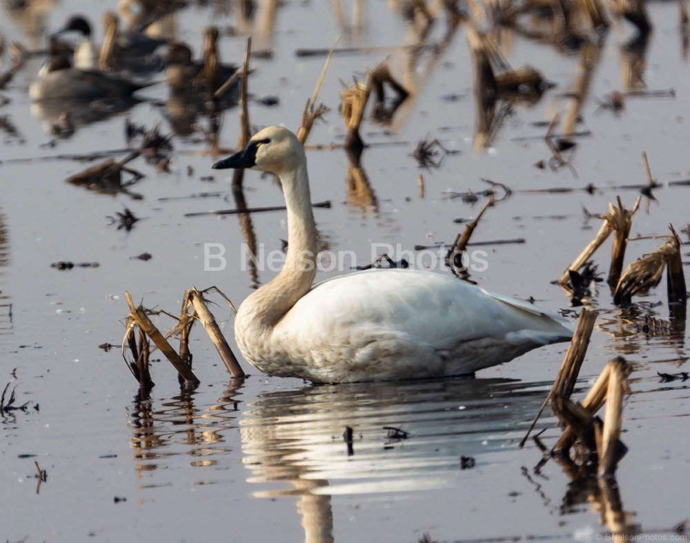 Tundra Swan at Staten Island  