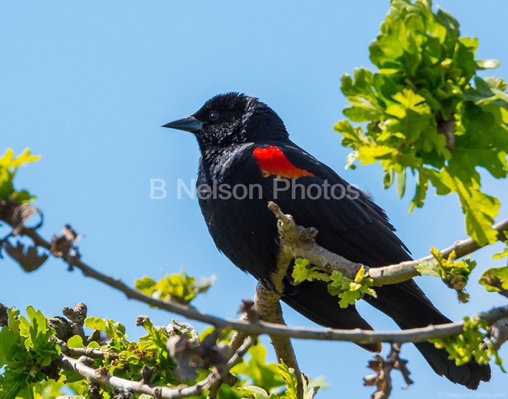 Red Wing Blackbird