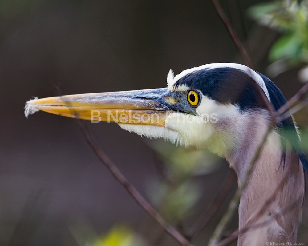 Great Blue Heron close head shot