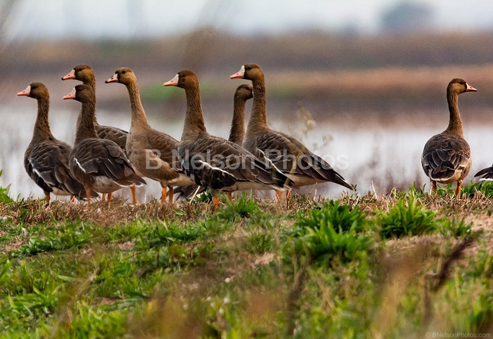 Greater White Fronted Goose - I don't see what is so interesting