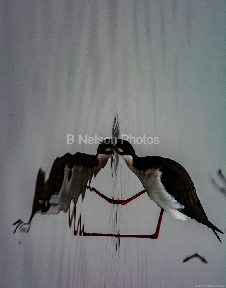 Black Necked stilt on edge