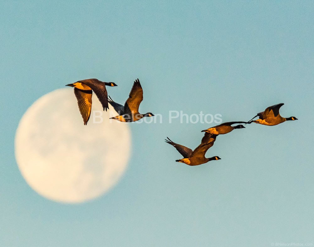 Canada Geese at Moon Set