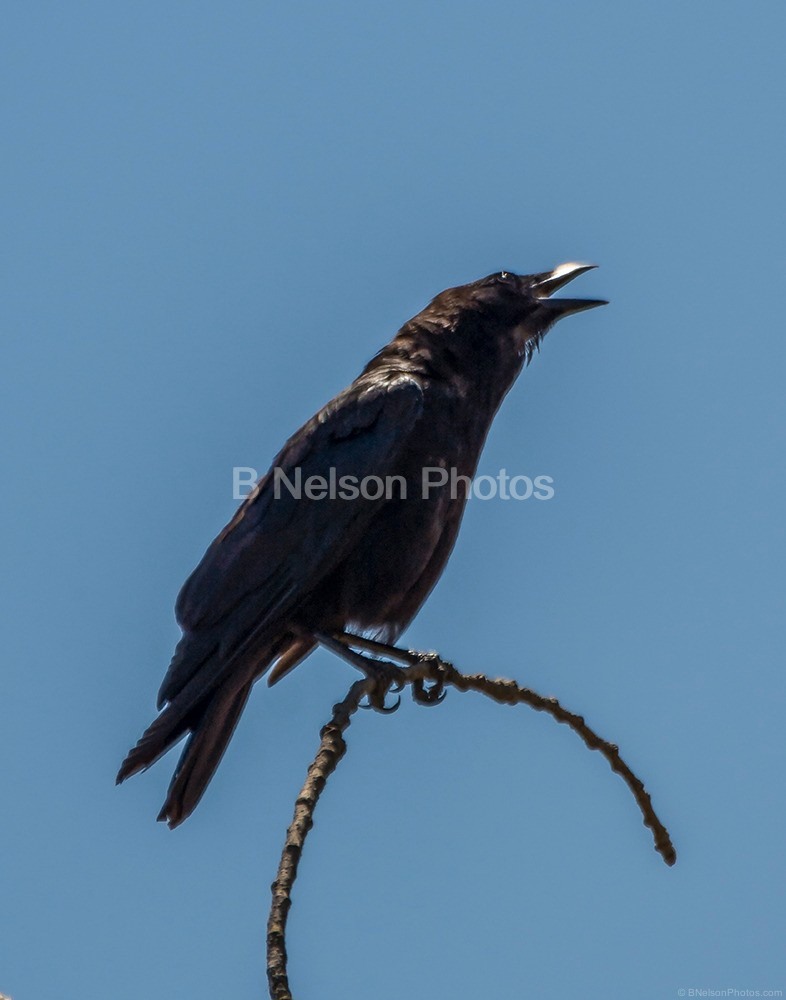 Crow Cawing