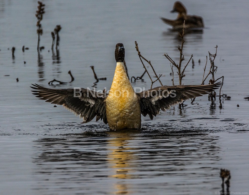 Pintail at CRP Flapping Wings