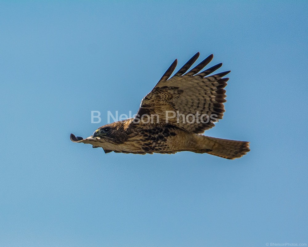 Red Tail in Flight