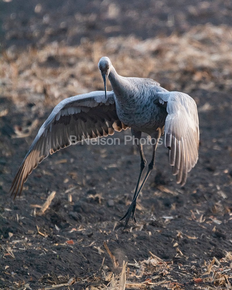 Sandhill Crane Mating Dance 2