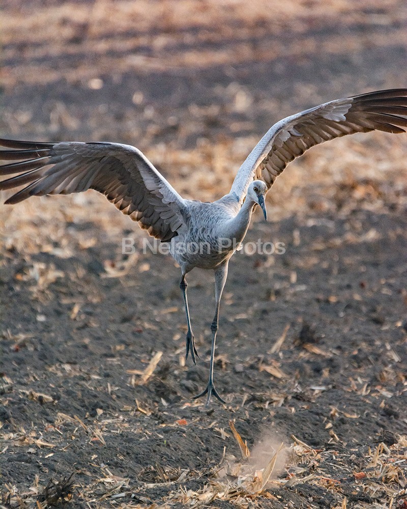 Sandhill Crane Mating Dance