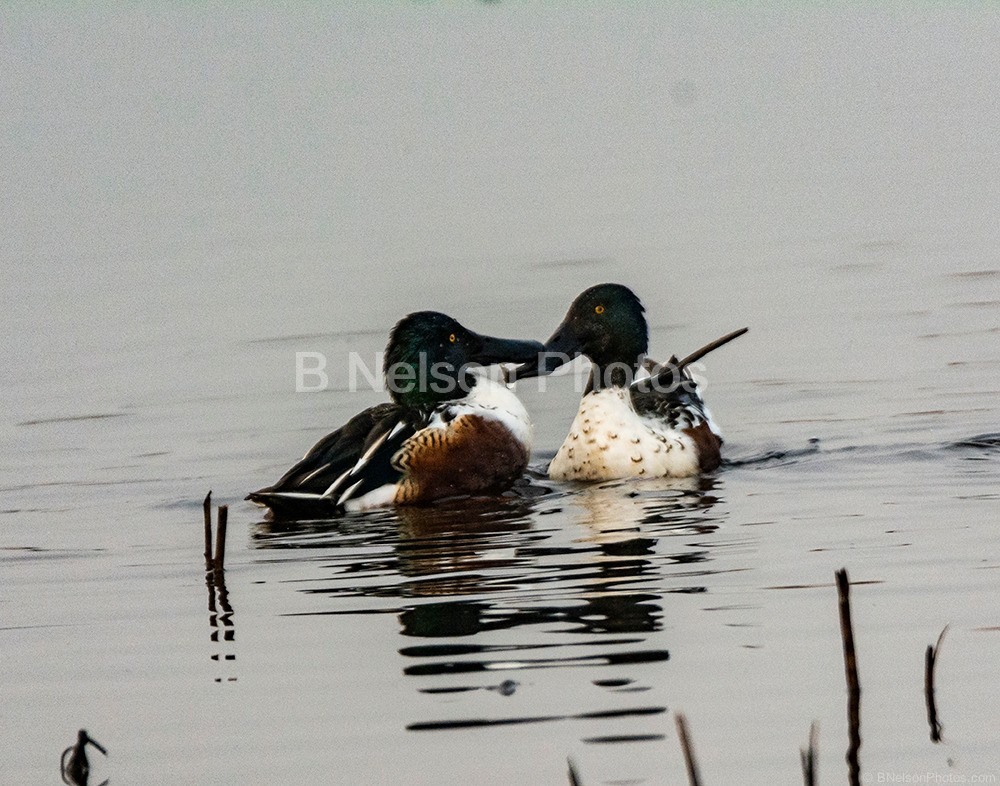 Northern Shovelers Pairing off