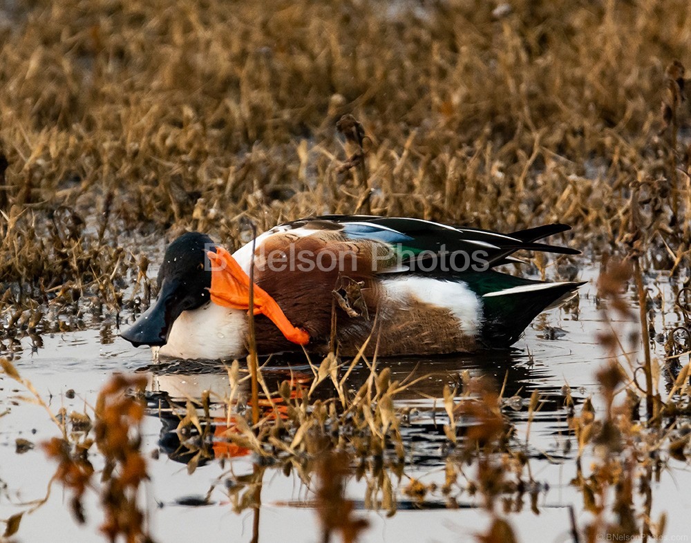 Northern Shoveler Waving Hello