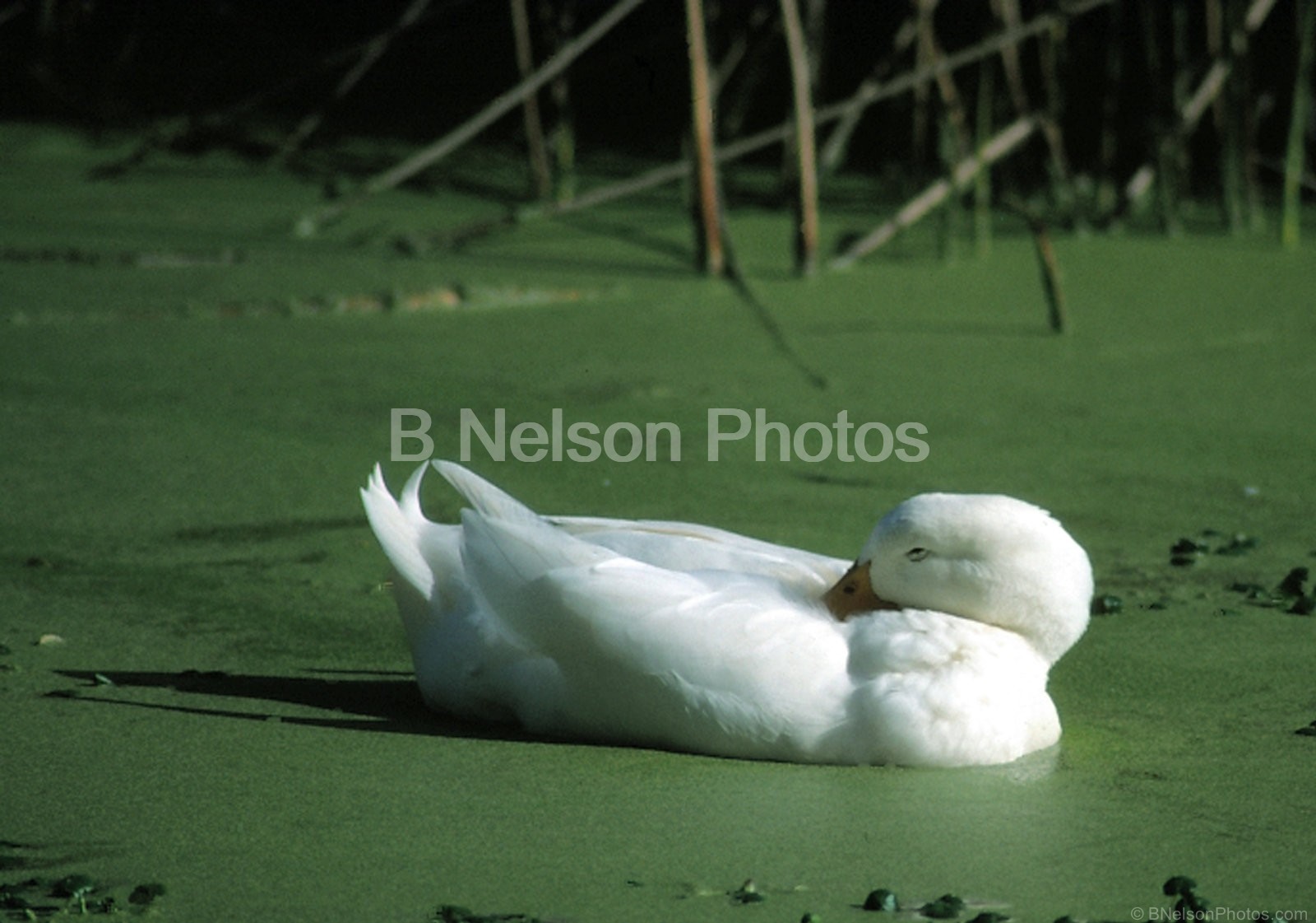 Duck in Duck Weed