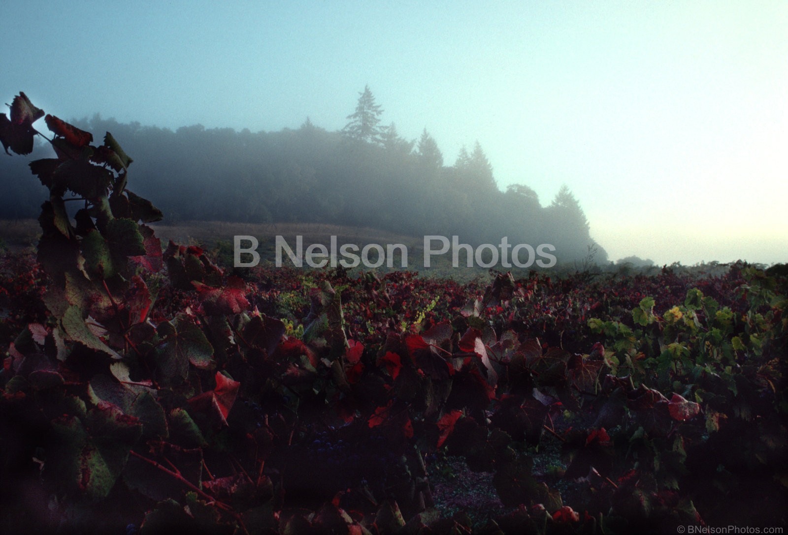 Autumn Vineyard